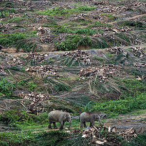 Elefanten in einem entwaldeten Gebiett