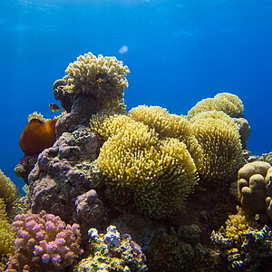 Korallent