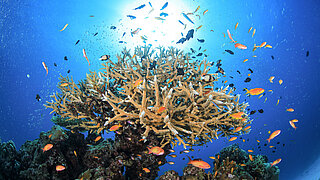 Fish swim around a coral