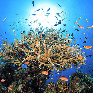 Fische schwimmen um eine Koralle