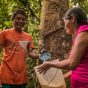 Ein Mann und eine Frau in roten T-Shirts zapfen mit einem Eimer Kautschuk im peruanischen Regenwaldt