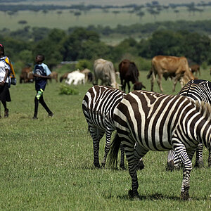 3 kenianische Schulkinder gehen über eine Weide auf der Zebras und Rinder grasent