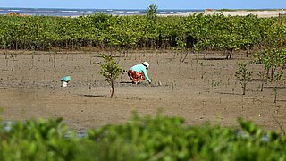 An indigenous woman plants a mangrove seedling