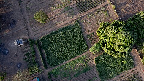 Aerial view of farmland with green crops, a large tree, and a water tank.