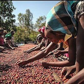Thumbnail Video "Wiederaufforstung am Ursprung des Kaffees in Äthiopien"t