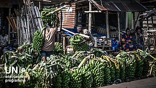 Video Thumbnail "Can climate finance save Uganda's favourite food?"