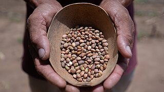 Close-up of a farmer’s hands holding a rustic bowl filled with small, brown beans, with a blurred, earthy background.