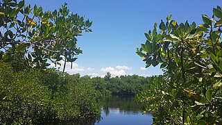 Mangroves