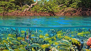 Wasserlinie mit Mangroven über und Fischen unter Wasser