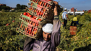 Ein Arbeiter in Ägypten lädt Tomaten auf einen LKW.