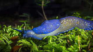 blue slug