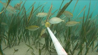 A stick with a yellow box containing a camera protrudes into the picture. It is held in seaweed plants. Fish swim next to it.