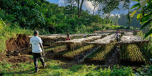 Seedlings in a tree nursery. Wooden structures with a roof made of dried leaves provide shade. 6 people repair the roofs. 