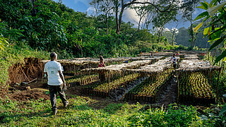 Seedlings in a tree nursery. Wooden structures with a roof made of dried leaves provide shade. 6 people repair the roofs. 