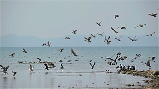 Ein Vogelschwarm über einem See