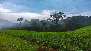 Tea plantation in Ruanda