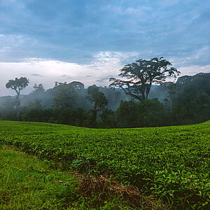 Teeplantage in Ruandat