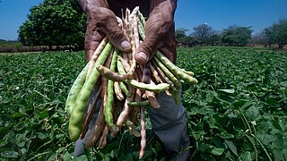 A farmer’s hands holding a bundle of freshly picked green and pinkish bean pods, standing in a lush green field under a bright blue sky.