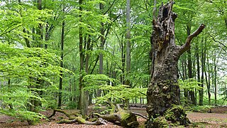 Beech forest with an old beech tree in the centre