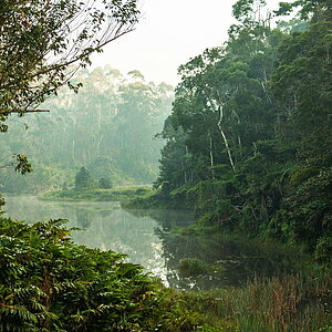 Fluss im Waldt