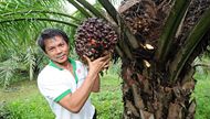 A Thai man touches an oil palm