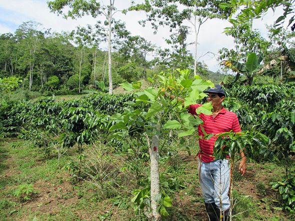 Person measuring tree height