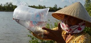 A woman is checking schrimp fingerlings in a plastic bag filled with water