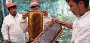 Honigherstellung in Guatemala; Foto: OroVerde.