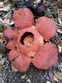 Rafflesia speciosa – eine parasitäre Pflanze, die nur auf Panay anzutreffen ist. Foto: ©GIZ, Wald- und Klimaschutz auf Panay, Phase II