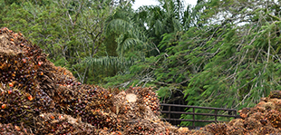 Together with other European states, Germany has committed itself to achieving 100% sustainable palm oil on the market by 2020. Photo: Deutsche Umwelthilfe