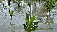 Mangrovenpflanzet