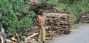 Sammeln von Brennholz in Ghana; Foto: SNVt