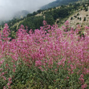 Mediterranean mountain landscape in Lebanon with flowering plants in the foreground.