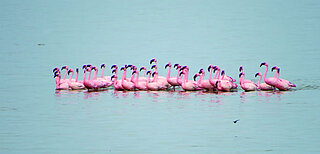 Wetlands are important habitats for migratory birds. Photo: Wetlands International.