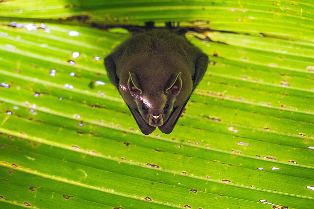 Biodiversity is one of the IKI's four funding areas. Photo: Tobias Buchberger Bat