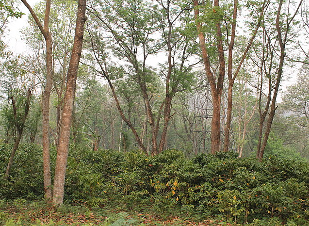 For learning and replication: Coffee growing under old trees. Foto: ICIMOD