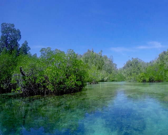 Mangroven auf dem indonesischem Archipel Raja Ampat. Foto: Julie Steinen Magroven