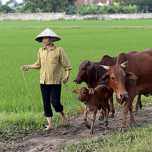 Woman with cattle