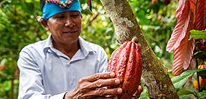 Ein indigener Erzeuger im Amazonasgebiet präsentiert seine Kakaoplantagen t
