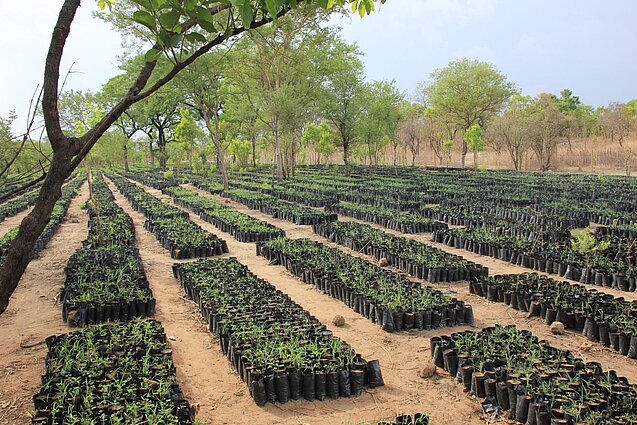 Raising seedlings of fast-growing tree species in the tree nursery in Mognori. Photo: GIZ Ghana