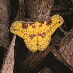 Gelber Schmetterling auf Baum