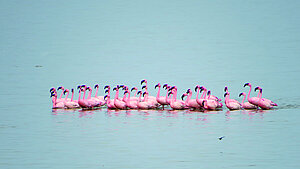Flamingost