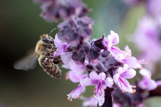 No biodiversity without bees and other pollinators. Photo: Anyusha/Pixabay Wild bee sitting on a blossom.