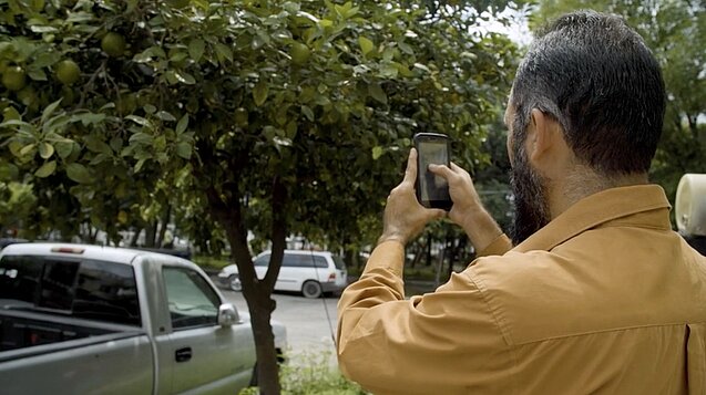 Bürgerengagement: In Guadalajara sammelm Einwohnerinnen und Einwohner per mobiler App Daten über Stadtbäume. Foto: GIZ Per Smartphone sammeln Bürger Daten zu Stadtäumen.